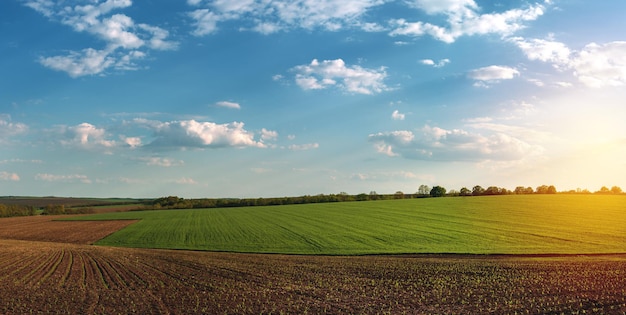 Campos agrícolas fértiles para sembrar y cultivar