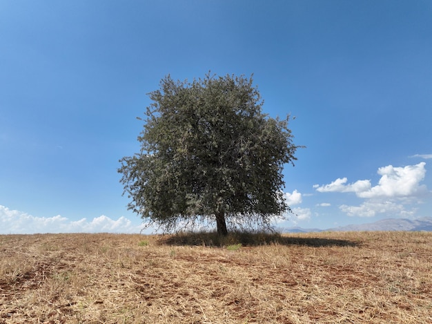 Campos agrícolas fundo textura 4 K visão aérea 4K Turquia Antalya