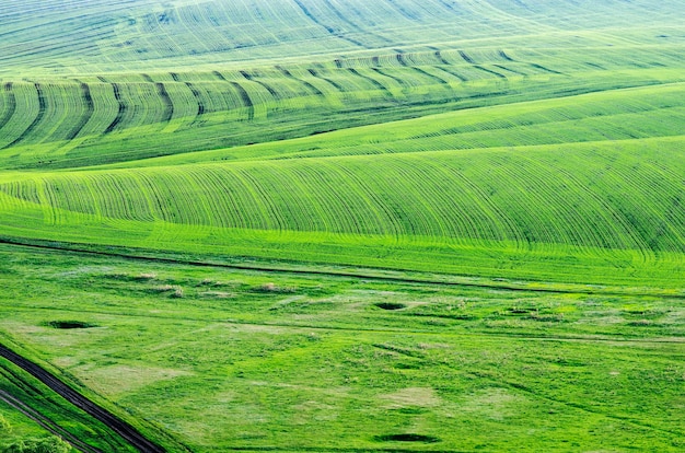 Campos agrícolas na primavera. Vista de cima