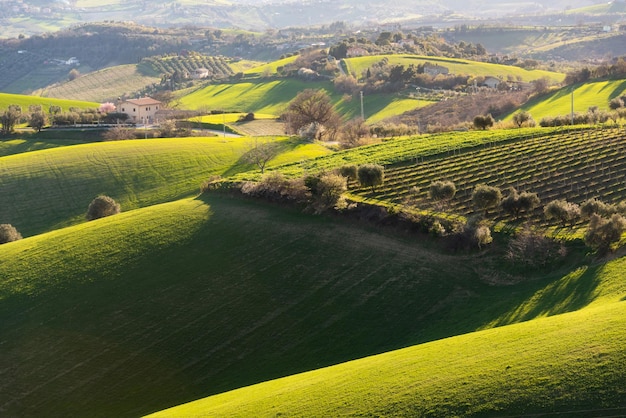 Campos agrícolas verdes da paisagem do campo entre montes