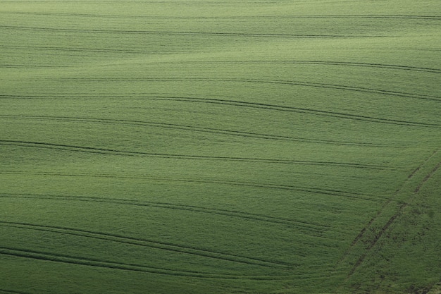 Campos agrícolas verdes en la mañana west lothian escocia