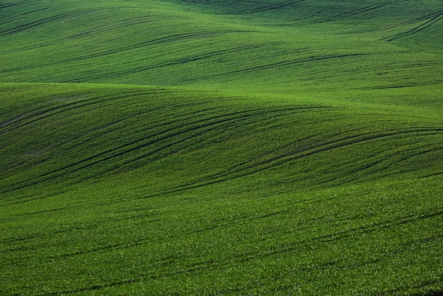 Campos agrícolas verdes de Moravia durante el día. Buen tiempo.