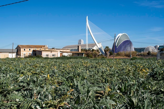 Foto campos de alcachofas huerta sur de valencia