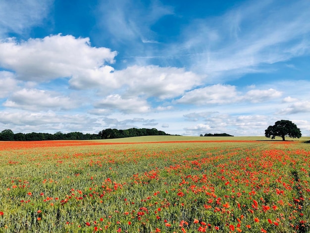 Foto campos de amapola en el condado de nottingham