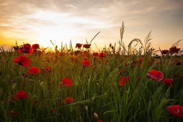 Campos de amapolas y paisaje al atardecer. Vista de verano hermosa naturaleza con flores silvestres