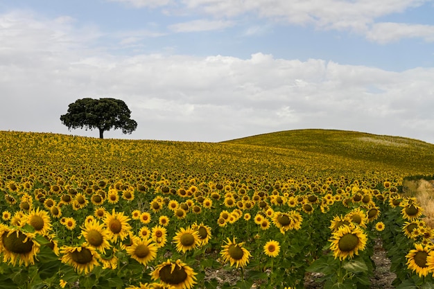 Campos amarelos de girassóis com um céu azul nublado