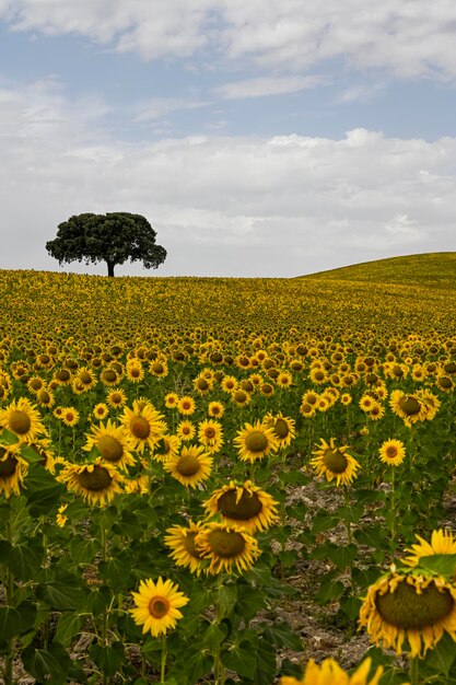 Campos amarelos de girassóis com um céu azul nublado