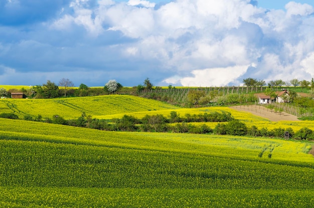 Campos amarillos de colza en primavera