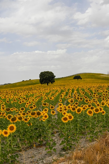 Campos amarillos de girasoles con un cielo nublado azul