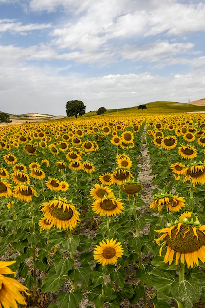 Campos amarillos de girasoles con un cielo nublado azul