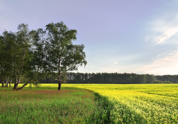 Campos amarillos y verdes bajo un cielo azul