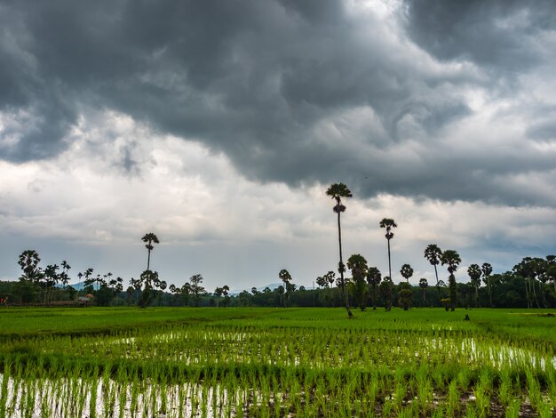 Los campos de arroz acaban de ser plantados.