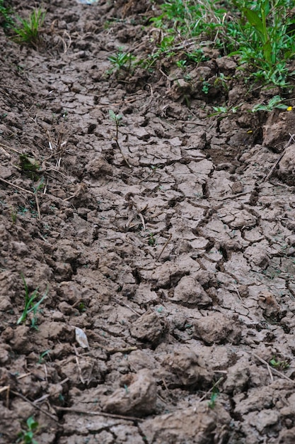 Campos de arroz agrietados debido a la sequía