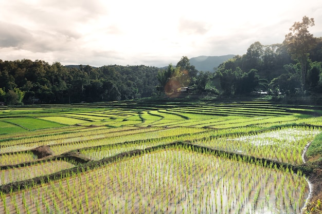 Campos de arroz al comienzo del cultivo en Asia