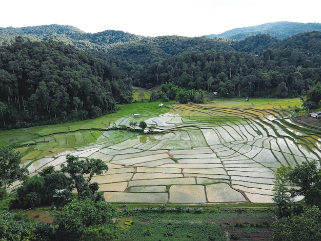 Campos de arroz al comienzo del cultivo en Asia