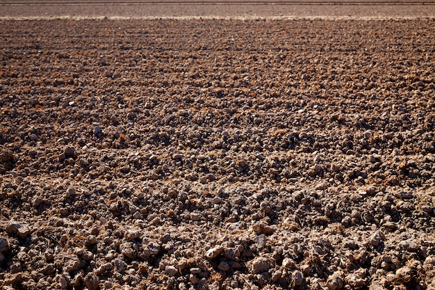 Campos de arroz de la Albufera secados en campo en valencia