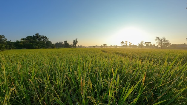 Campos de arroz amarillo listos para la cosecha de la mañana.