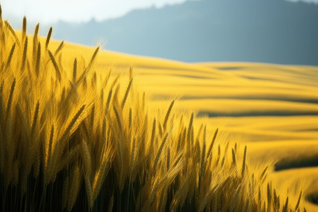 Foto campos de arroz amarillos primer plano sólido fondo borroso ai generado