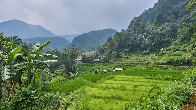 Los campos de arroz en el campo crecen con abundante vegetación