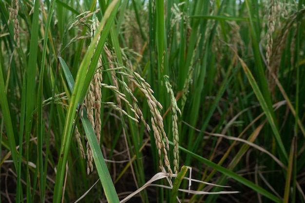 Foto campos de arroz en los campos