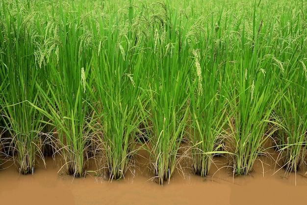 Los campos del arroz en capa de arroz caminan con el granjero en Mae Klang Luang Chiang Mai Thailand.