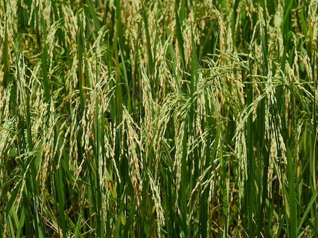 Campos de arroz cerca de la cosecha