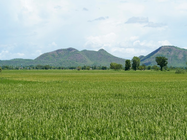 Campos de arroz cerca de la cosecha
