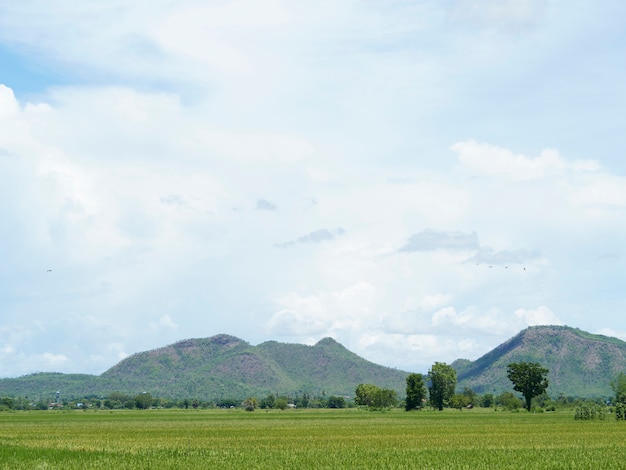 Campos de arroz cerca de la cosecha