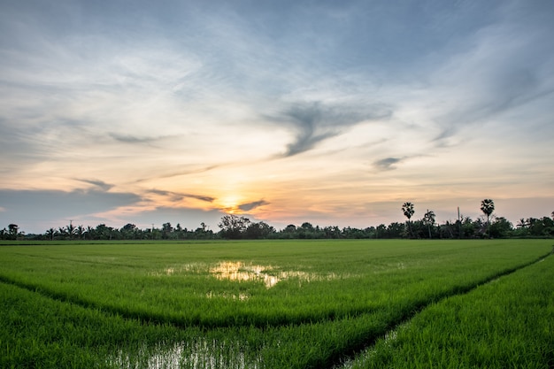 Campos de arroz con cielo solar