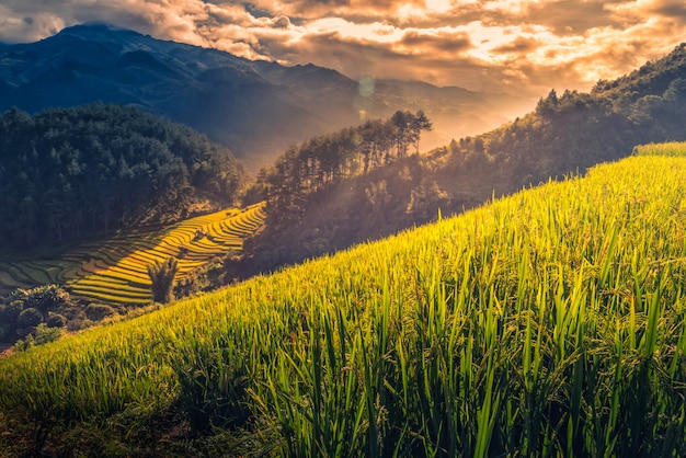 Los campos del arroz en colgante con el pabellón de madera en la salida del sol en MU Cang Chai, YenBai, Vietnam.