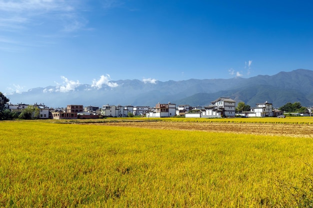 Campos de arroz contra el fondo del cielo azul Dali Yunnan China