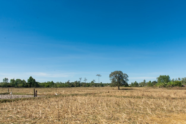 Campos de arroz después de la cosecha y cielo azul