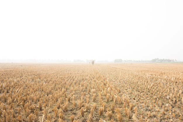 Campos de arroz después de la cosecha