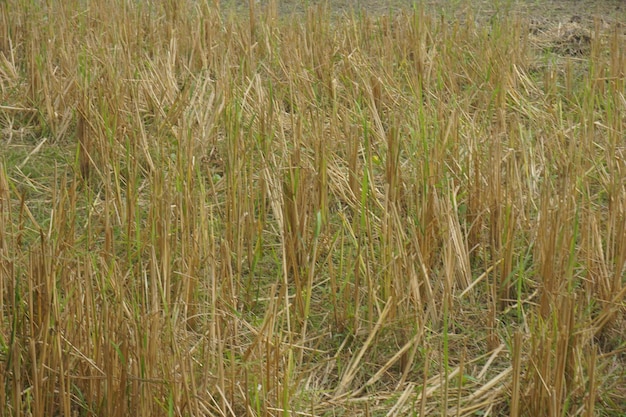 Campos de arroz dorados