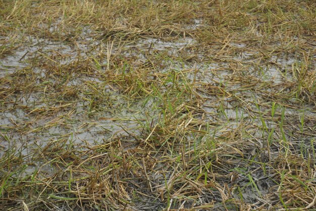 Campos de arroz dorados