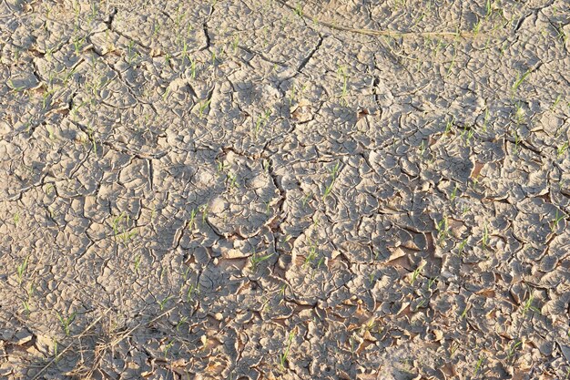 Los campos de arroz están agrietados por la sequía