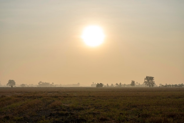 Campos de arroz en el fondo del atardecer de la mañana