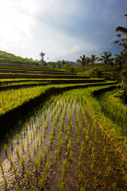 Campos de arroz de Jatiluwih en el sureste de Bali