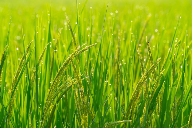 Campos de arroz en la mañana con bokeh de gota de agua.