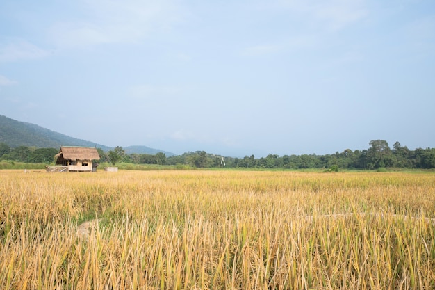 Campos de arroz con montañas y cielo azul.