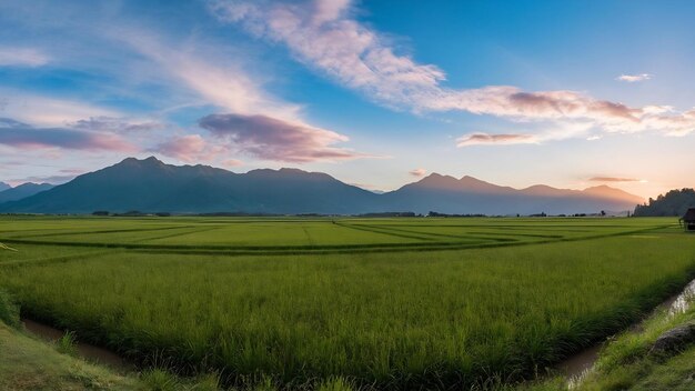 Foto campos de arroz con montañas y cielo de fondo en días soleados