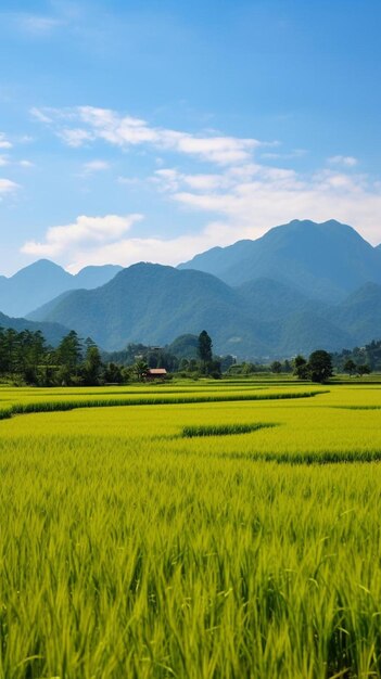 Foto campos de arroz en las montañas