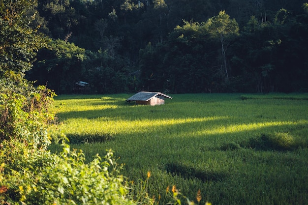 Campos de arroz de noche en el campo