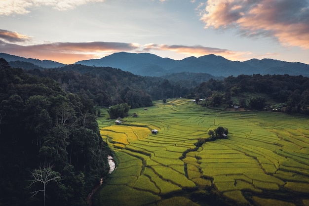 Campos de arroz de noche en el campo