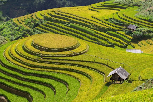 Campos de arroz en el noroeste de Vietnam.