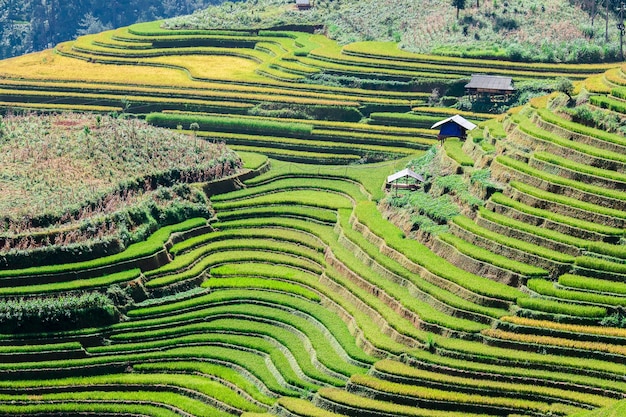 Campos de arroz en el noroeste de Vietnam