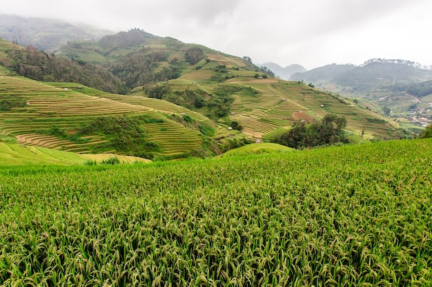 Campos de arroz en el noroeste de Vietnam