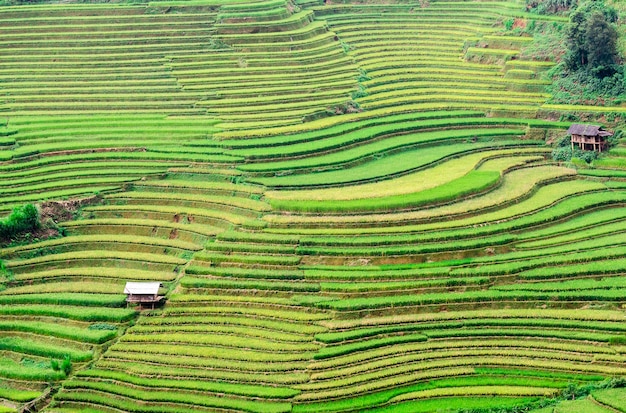 Campos de arroz en el noroeste de Vietnam