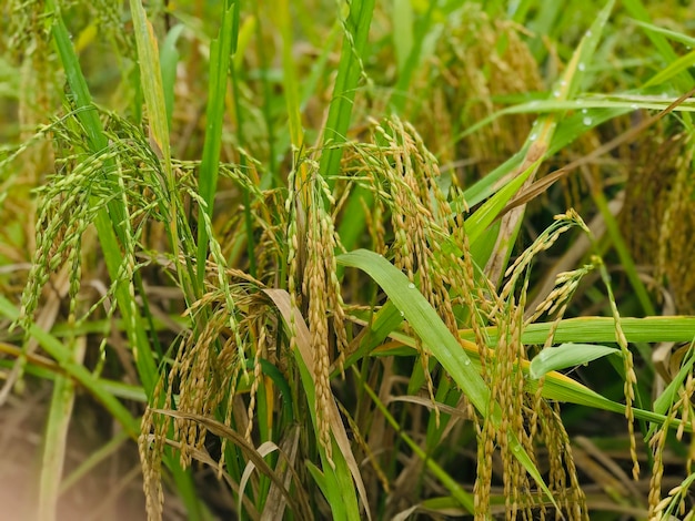 Campos de arroz paisajes rurales tierras de cultivo verdes campos