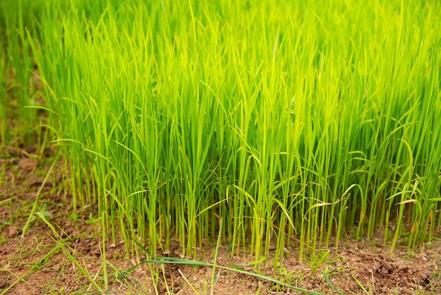 Campos de arroz en el paso de la capa de arroz con el granjero en Mae Klang Luang Chiang Mai Tailandia